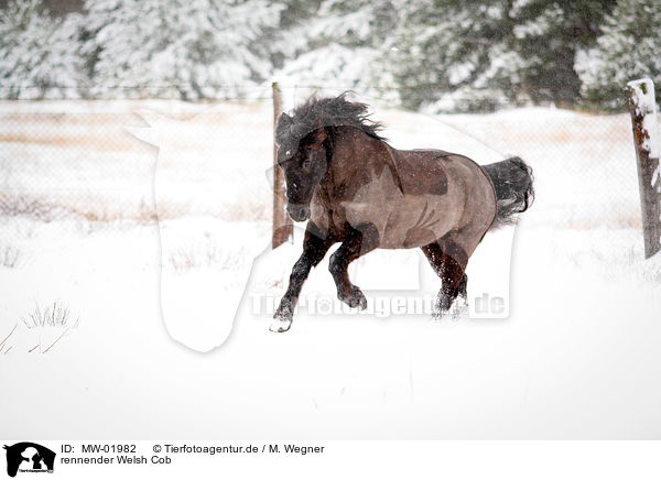 rennender Welsh Cob / running Welsh Cob / MW-01982