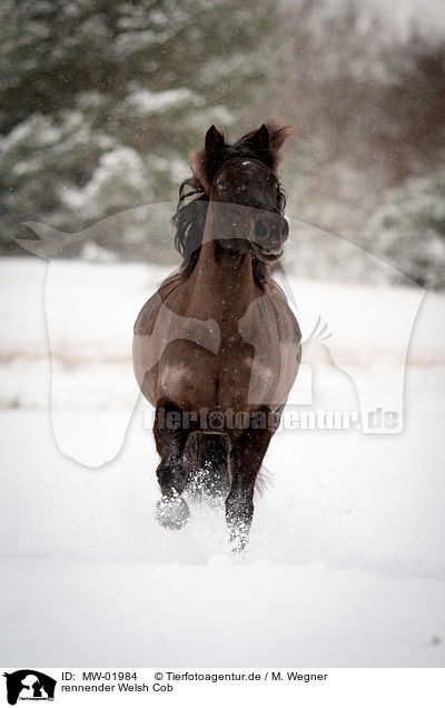 rennender Welsh Cob / running Welsh Cob / MW-01984