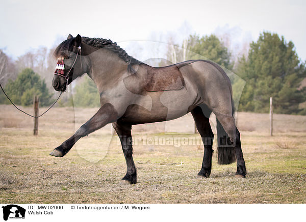 Welsh Cob / Welsh Cob / MW-02000