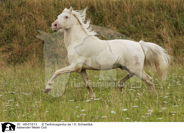 trabender Welsh Cob / HS-01613