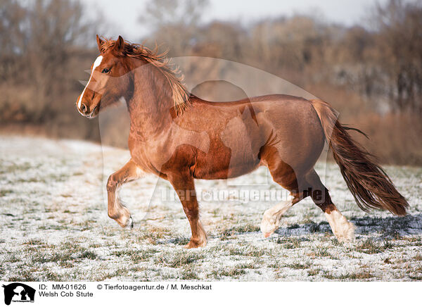 Welsh Cob Stute / MM-01626