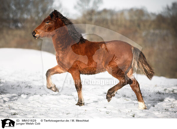 junger Welsh Cob / young Welsh Cob / MM-01629