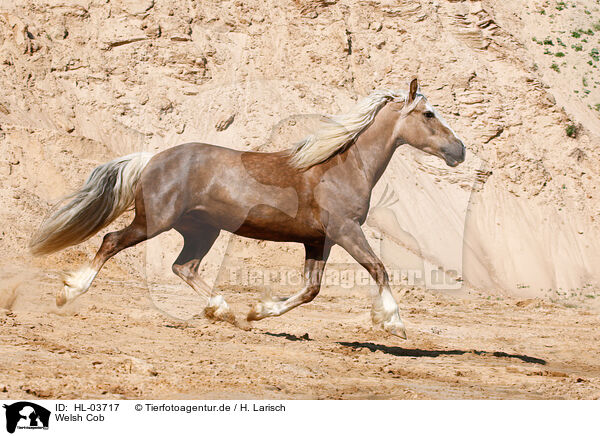 Welsh Cob / Welsh Cob / HL-03717