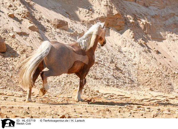 Welsh Cob / Welsh Cob / HL-03719