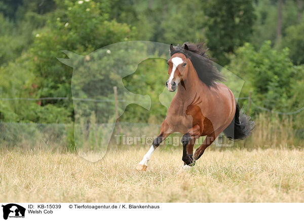 Welsh Cob / Welsh Cob / KB-15039