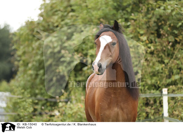 Welsh Cob / Welsh Cob / KB-15040