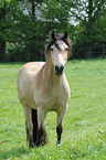 Welsh-Cob