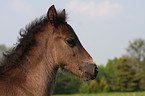 Welsh-Cob D Fohlen