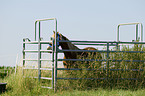 Welsh-Cob