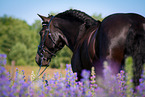 Welsh Cob Portrait