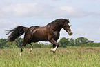 Welsh Cob