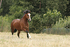 Welsh Cob