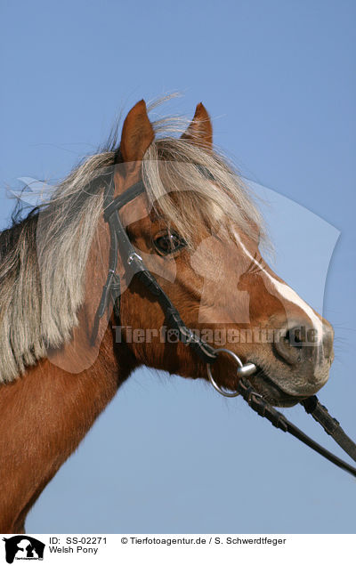 Welsh Pony / Welsh Pony / SS-02271