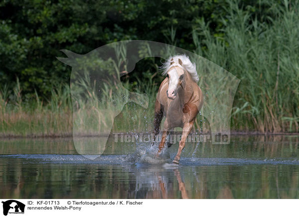 rennendes Welsh-Pony / running welsh / KF-01713