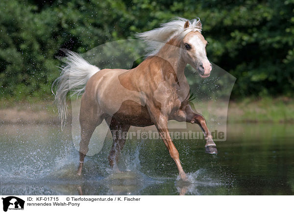 rennendes Welsh-Pony / running welsh / KF-01715