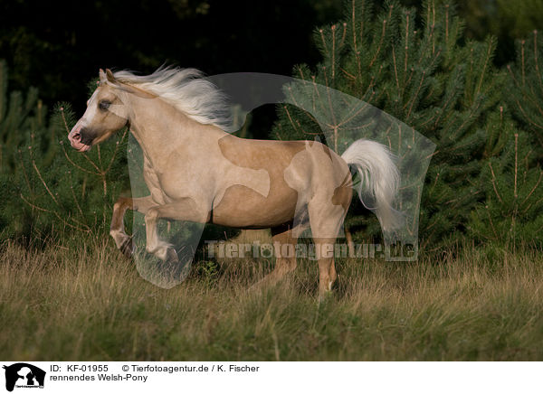 rennendes Welsh-Pony / KF-01955