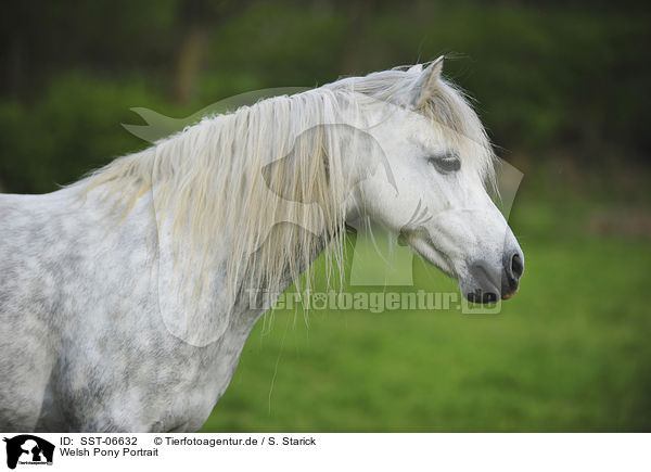 Welsh Pony Portrait / Welsh Pony Portrait / SST-06632