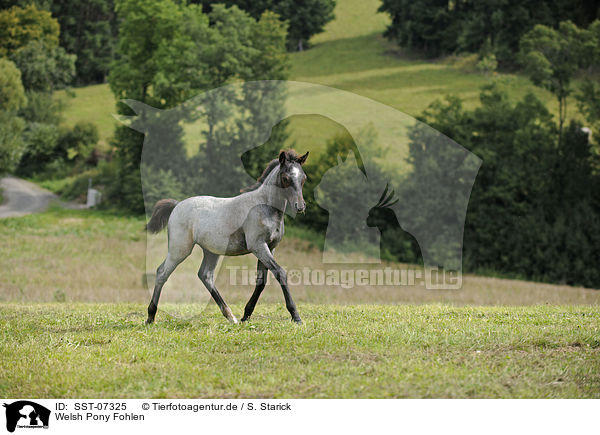 Welsh Pony Fohlen / Welsh Pony foal / SST-07325