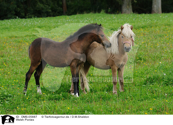 Welsh Ponies / Welsh Ponies / DMS-05887