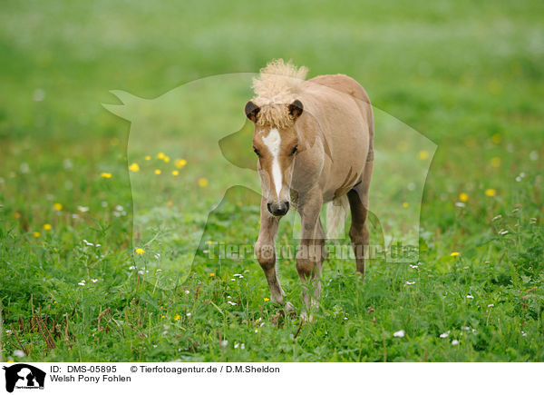 Welsh Pony Fohlen / Welsh Pony foal / DMS-05895