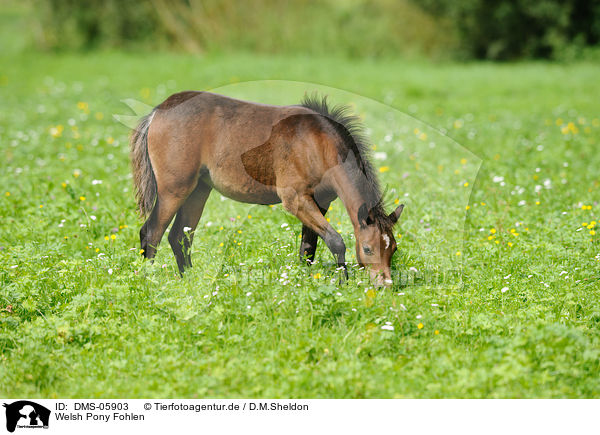 Welsh Pony Fohlen / Welsh Pony foal / DMS-05903