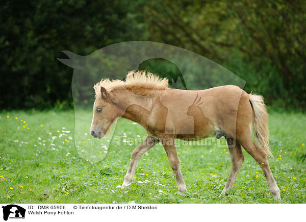 Welsh Pony Fohlen / Welsh Pony foal / DMS-05906