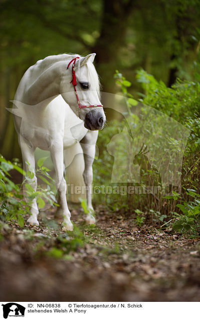 stehendes Welsh A Pony / NN-06838