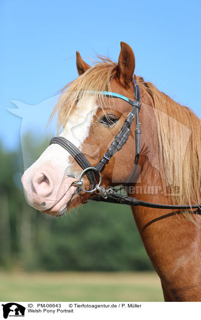 Welsh Pony Portrait / Welsh Pony Portrait / PM-06643