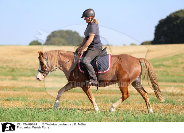 Frau reitet Welsh Pony / woman rides Welsh Pony / PM-06644