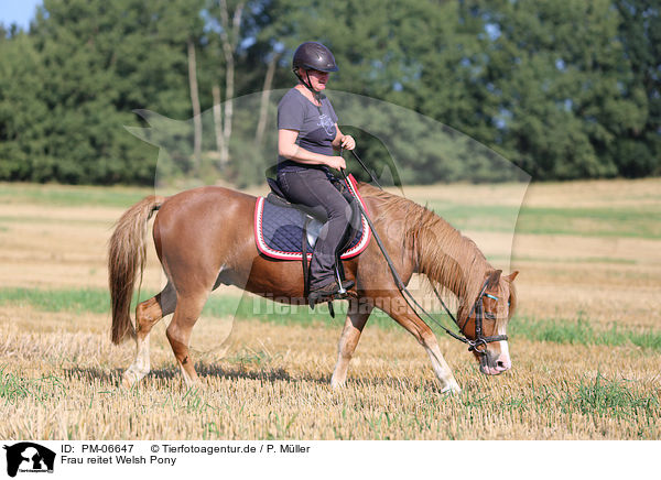 Frau reitet Welsh Pony / woman rides Welsh Pony / PM-06647