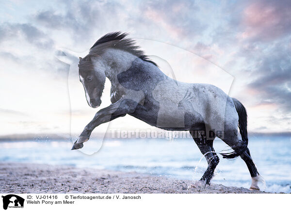Welsh Pony am Meer / VJ-01416