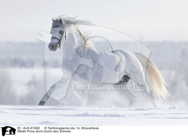 Welsh Pony rennt durch den Schnee / ALK-01082