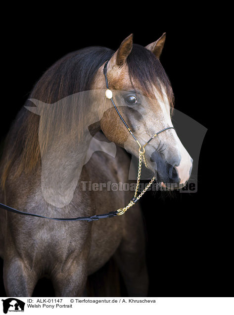 Welsh Pony Portrait / Welsh Pony Portrait / ALK-01147