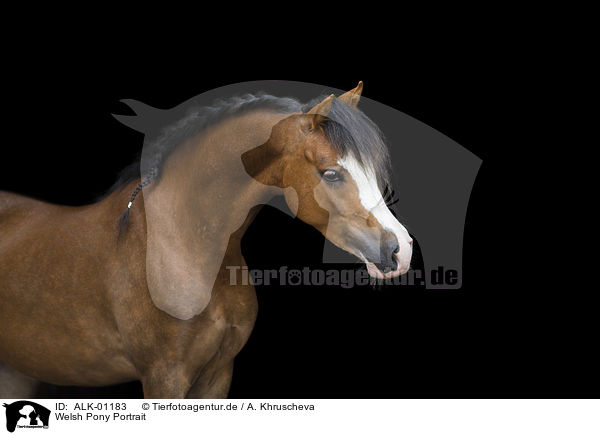 Welsh Pony Portrait / Welsh Pony Portrait / ALK-01183