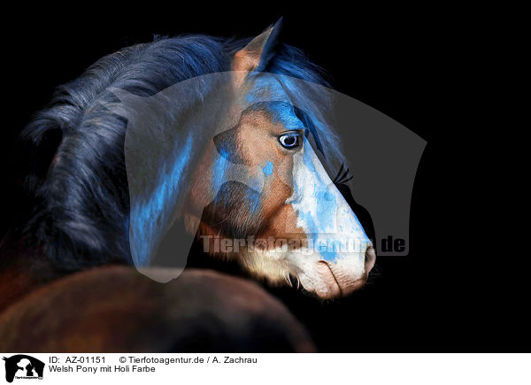 Welsh Pony mit Holi Farbe / Welsh Pony with holi colour / AZ-01151