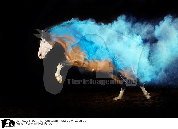Welsh Pony mit Holi Farbe / AZ-01156