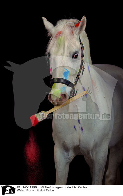 Welsh Pony mit Holi Farbe / AZ-01190
