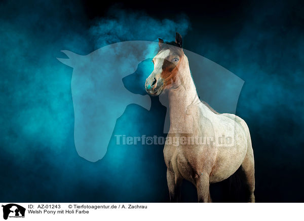 Welsh Pony mit Holi Farbe / AZ-01243