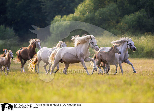 Herde Welsh Ponies / herd of Welsh Ponies / ALK-01221