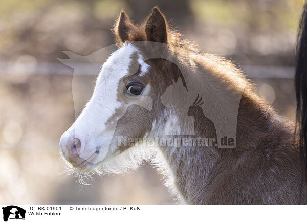 Welsh Fohlen / Welsh foal / BK-01901