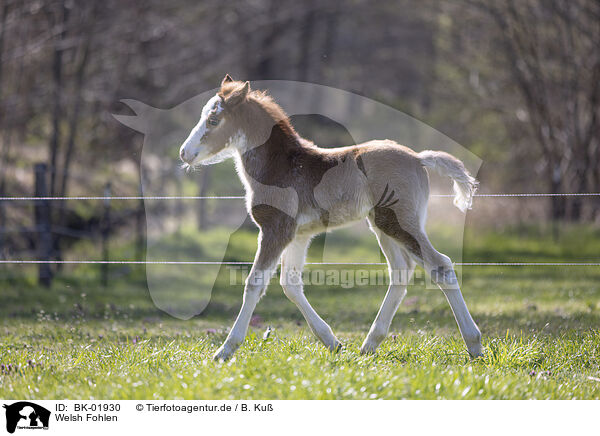 Welsh Fohlen / Welsh foal / BK-01930