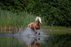 rennendes Welsh-Pony