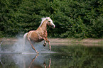 rennendes Welsh-Pony