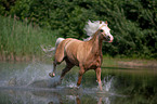 rennendes Welsh-Pony