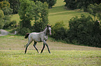 Welsh Pony Fohlen