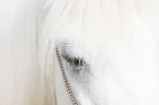 Welsh Pony Auge