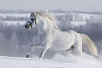 Welsh Pony rennt durch den Schnee