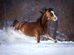 Welsh Pony rennt durch den Schnee