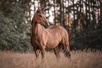 braunes Welsh Pony