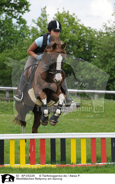 Westflisches Reitpony am Sprung / jumping pony / AP-05226